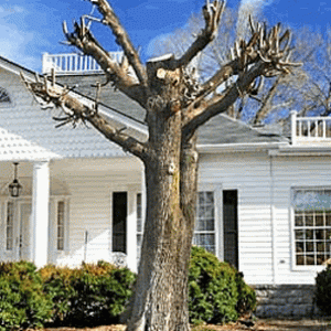 pic2025-11-24 5-17-39 AM