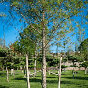 pic2026-01-12 4-17-53 PM